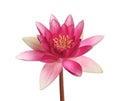 Beautiful  pink lotus flower isolated on white Royalty Free Stock Photo