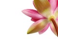 Beautiful blooming pink lotus flower on white background, closeup Royalty Free Stock Photo