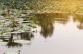 beautiful blooming of pink lotus in pool,lily water blossom,flower Royalty Free Stock Photo