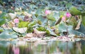 beautiful blooming of pink lotus in pool,lily water blossom,flower Royalty Free Stock Photo