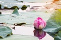 beautiful blooming of pink lotus in pool,lily water blossom,flower Royalty Free Stock Photo