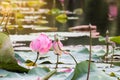 beautiful blooming of pink lotus in pool,lily water blossom,flower Royalty Free Stock Photo