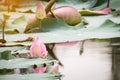 beautiful blooming of pink lotus in pool,lily water blossom,flower Royalty Free Stock Photo