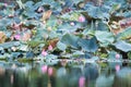 beautiful blooming of pink lotus in pool,lily water blossom,flower Royalty Free Stock Photo