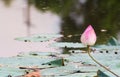 beautiful blooming of pink lotus in pool,lily water blossom,flower Royalty Free Stock Photo