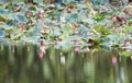 beautiful blooming of pink lotus in pool,lily water blossom,flower Royalty Free Stock Photo