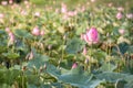 beautiful blooming of pink lotus in pool nature,lily water flower blossom Royalty Free Stock Photo