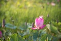 beautiful blooming of pink lotus in pool nature,lily water flower blossom Royalty Free Stock Photo