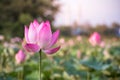 beautiful blooming of pink lotus in pool nature,lily water flower blossom Royalty Free Stock Photo