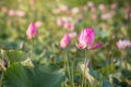 beautiful blooming of pink lotus in pool nature,lily water flower blossom Royalty Free Stock Photo