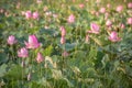 beautiful blooming of pink lotus in pool nature,lily water flower blossom Royalty Free Stock Photo