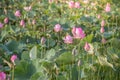 beautiful blooming of pink lotus in pool nature,lily water flower blossom Royalty Free Stock Photo