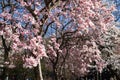 Blooming Pink Magnolia Tree Flowers at Washington Square Park during Spring in Greenwich Village of New York City Royalty Free Stock Photo