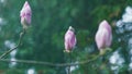 Beautiful Blooming Pink Magnolia Tree. Fabulous Spring Fairy Tale Floral Garden. Royalty Free Stock Photo