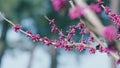 Beautiful Blooming Pink Magnolia Tree. Fabulous Spring Fairy Tale Floral Garden. Royalty Free Stock Photo