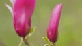 Beautiful Blooming Pink Magnolia Tree. Fabulous Spring Fairy Tale Floral Garden. Close up. Royalty Free Stock Photo