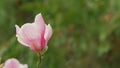 Beautiful Blooming Pink Magnolia Tree. Fabulous Spring Fairy Tale Floral Garden. Close up. Royalty Free Stock Photo