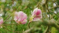 Beautiful Blooming Pink Magnolia Tree. Fabulous Spring Fairy Tale Floral Garden. Close up. Royalty Free Stock Photo