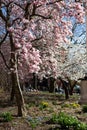 Blooming Pink Magnolia Tree in a Garden at Washington Square Park during Spring in Greenwich Village of New York City Royalty Free Stock Photo