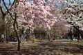 Blooming Pink Magnolia Tree at Washington Square Park during Spring in Greenwich Village of New York City Royalty Free Stock Photo