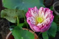 The Pink Nelumbo Nucifera Lotus in the Pool