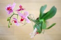Beautiful blooming pink orchid flower in pot on