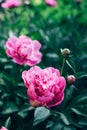 Beautiful blooming pink peony flowers growing outdoor in the garden. Vertical image.