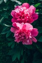 Beautiful blooming pink peony flowers growing outdoor in the garden. Vertical image.