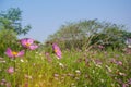 Beautiful blooming pink or purple cosmos Cosmos Bipinnatus flowers in soft focus with blurred cosmos flowers and trees on clear Royalty Free Stock Photo