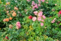 Beautiful blooming pink, red, orange roses in the garden Royalty Free Stock Photo