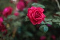 Beautiful blooming pink rose on a bush in the garden Royalty Free Stock Photo