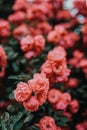 Beautiful blooming pink rose on a bush in the garden Royalty Free Stock Photo