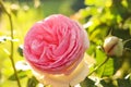 Beautiful blooming pink rose on bush outdoors, closeup Royalty Free Stock Photo