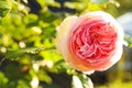 Beautiful blooming pink rose on bush outdoors, closeup. Space for text Royalty Free Stock Photo