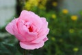 Beautiful blooming pink rose on bush outdoors, closeup. Space for text Royalty Free Stock Photo