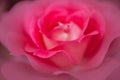 Beautiful blooming pink rose flower Royalty Free Stock Photo