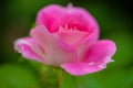 Beautiful blooming pink rose flower Royalty Free Stock Photo