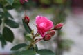 Pink Rose Flower and Leaves in a Closeup Royalty Free Stock Photo