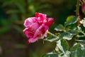 Beautiful blooming pink rose in the garden against the background of green leaves. Beauty of nature. Selective focus, close-up Royalty Free Stock Photo