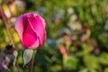 Beautiful blooming pink rose in the garden. Bright daylight. Beautiful bokeh. Closeup of rose. Space for text. Royalty Free Stock Photo