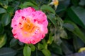Beautiful blooming pink rose growing outdoors, closeup. Space for text Royalty Free Stock Photo