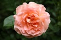Beautiful blooming pink rose outdoors, closeup view Royalty Free Stock Photo