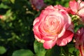 Beautiful blooming pink rose on sunny day, closeup. Space for text Royalty Free Stock Photo