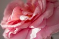Beautiful blooming pink rose in the sun with shadows closeup as a background. Pink rose petals, blue vase, copy space