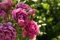 Beautiful blooming pink roses on bush, closeup. Space for text Royalty Free Stock Photo