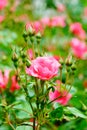Beautiful blooming pink roses flowers in the garden Royalty Free Stock Photo