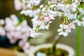 beautiful blooming pink sakura flowers are in front of soft natural background under blue sky, Japan.