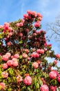 Beautiful blooming pink tree rhododendron (Rhododendron arboreum) in botanical garden Royalty Free Stock Photo