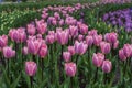 Beautiful blooming pink tulip fields