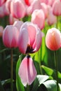 Beautiful blooming pink tulips in the garden. Royalty Free Stock Photo